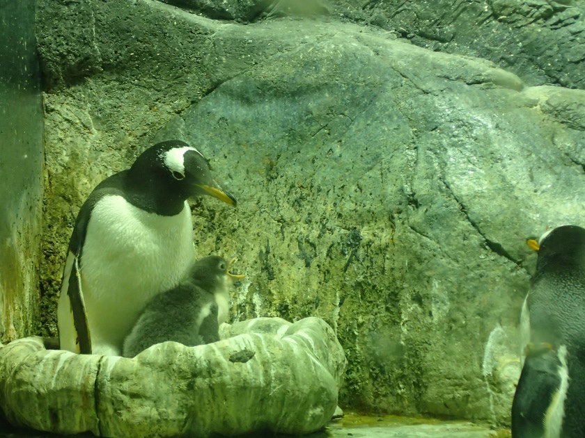 Penguins