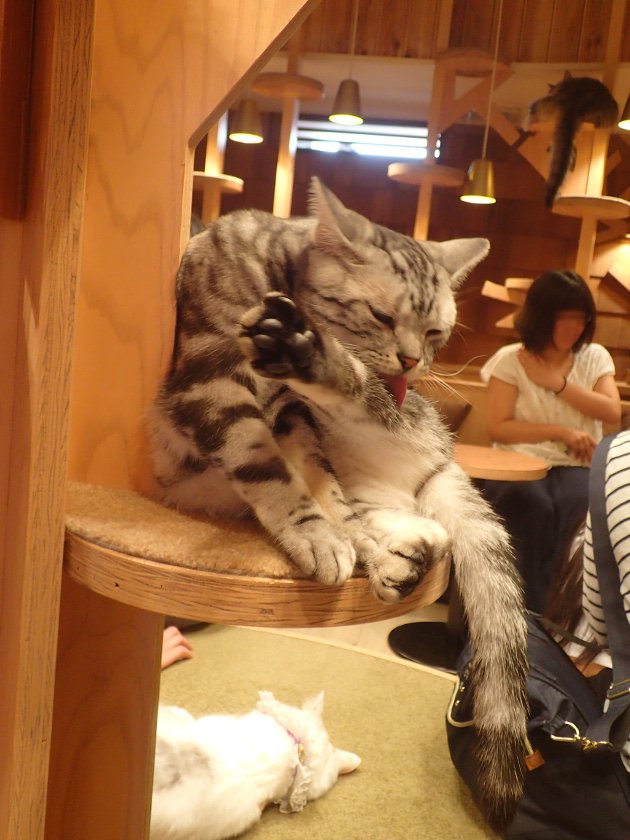 Cat Cafe