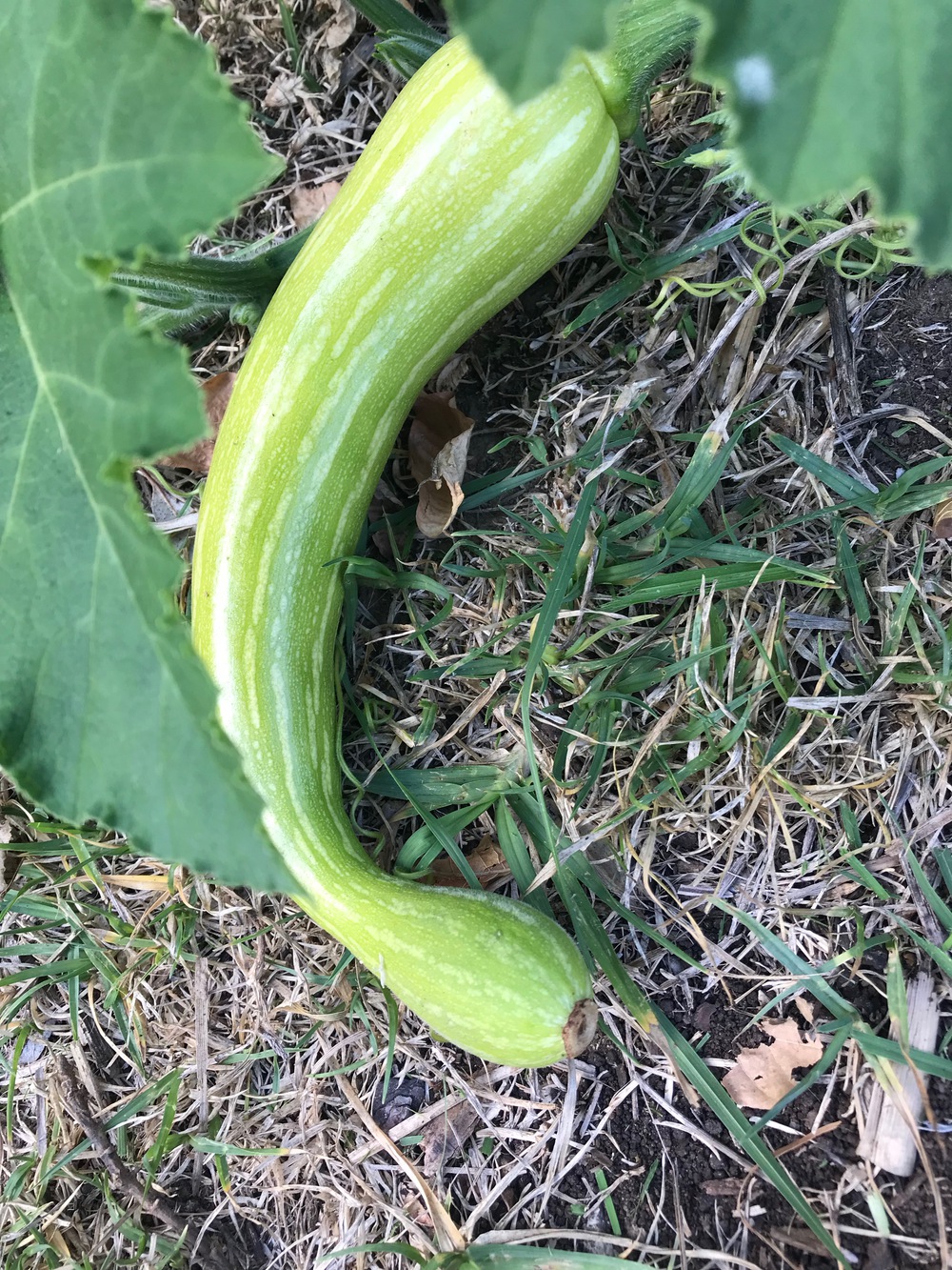 Zucchini