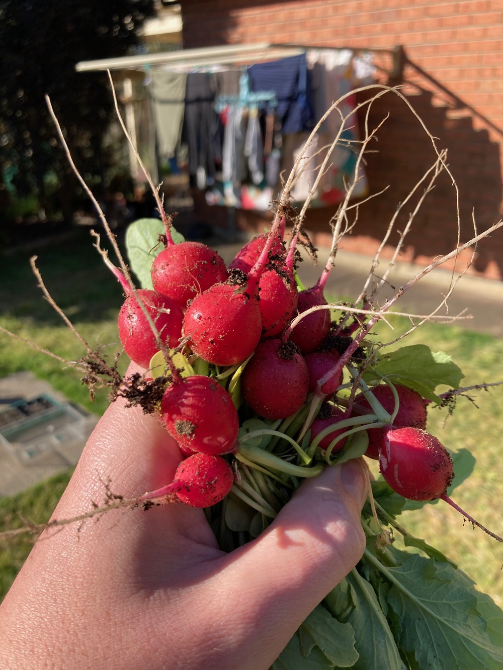 Handful of Radishes fresh from the garden