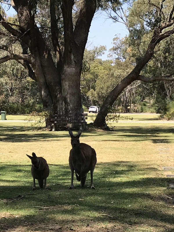 Kangaroos